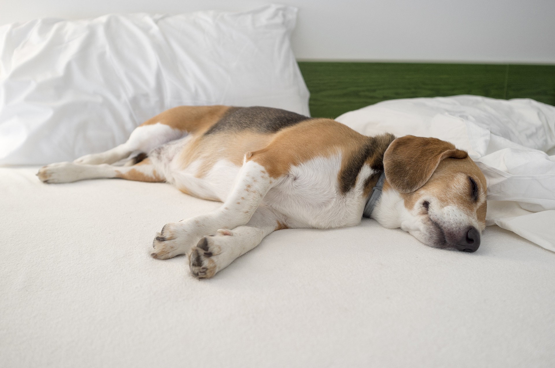 Schlecht gehaltene und gefütterte Beagles neigen zu einer erheblichen Gewichtszunahme. 