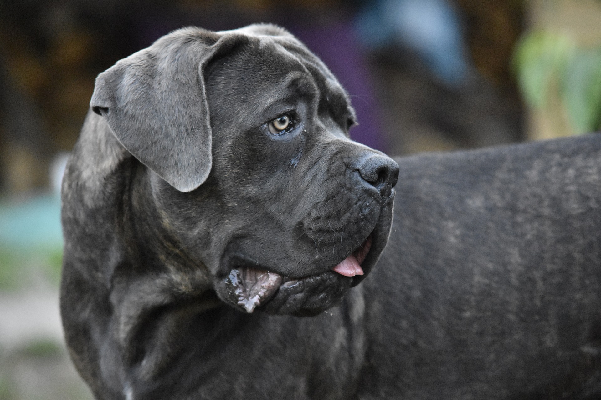 Cane Corso-Hunde benötigen aufgrund ihrer Herkunft und Intelligenz eine große Dosis an körperlicher und geistiger Aktivität.