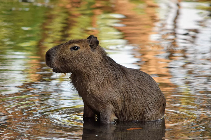 Capybara fühlt sich im Wasser am wohlsten. Im Sommer verbringt es den größten Teil des Tages im Wasser.