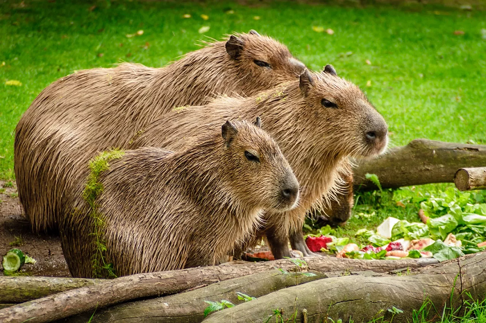 Capybara - was ist das für ein Tier?