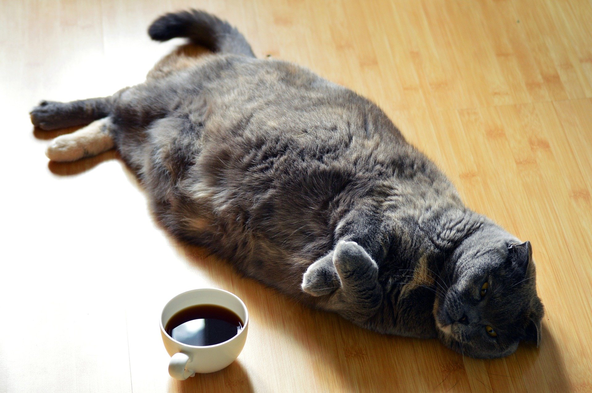 Fettleibigkeit bei Katzen hat viele Konsequenzen, von Erkrankungen zahlreicher Systeme über Gelenkerkrankungen bis hin zu depressiver Verstimmung und der Möglichkeit einer Depression bei Katzen.