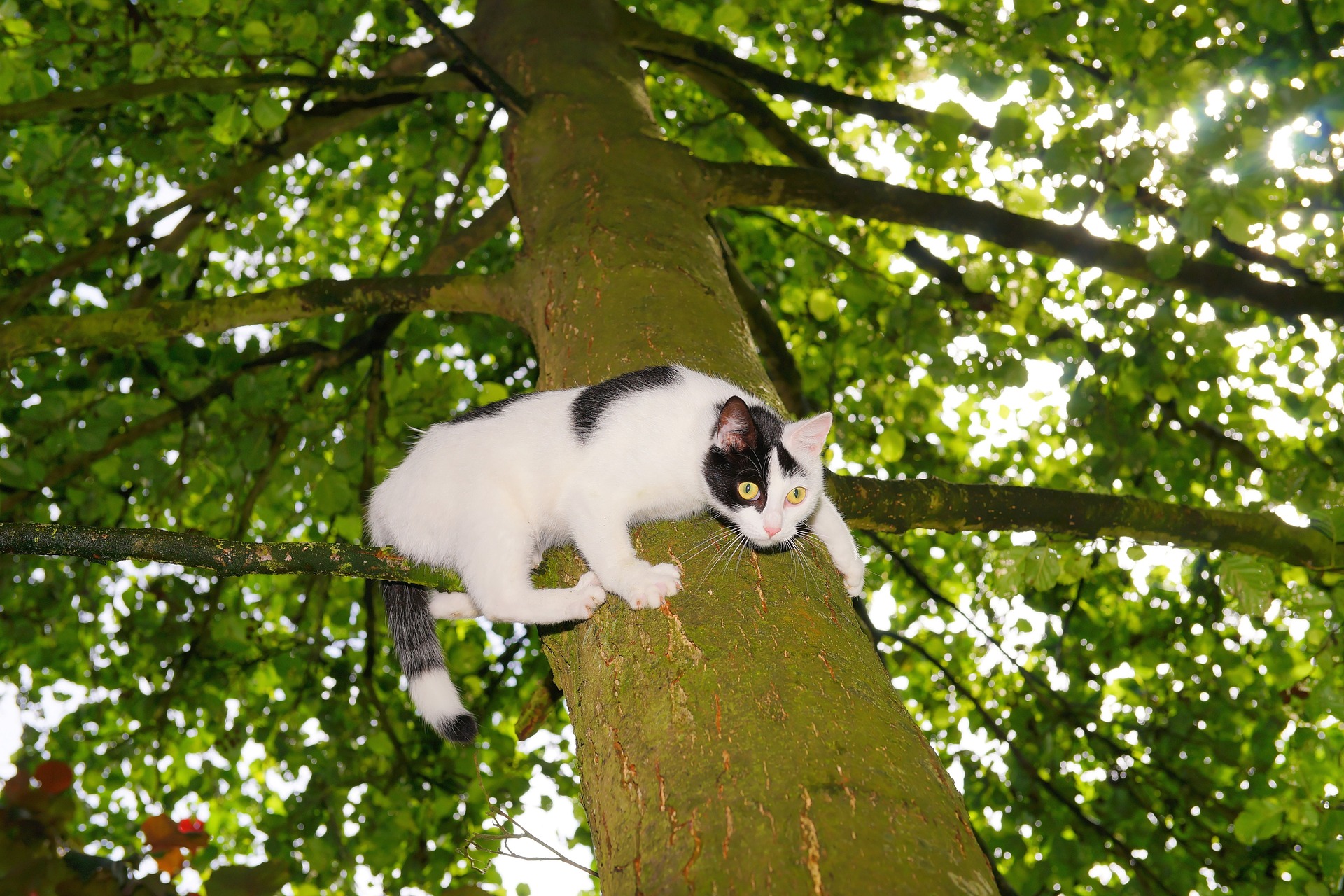 Eine Katze, die zu hoch geklettert ist, hat Angst, herunterzuspringen oder nach unten zu klettern.