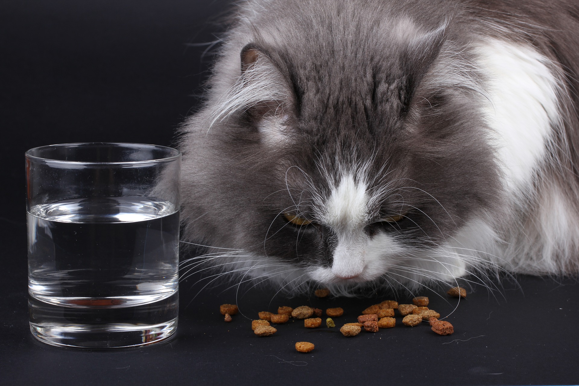 Es wird empfohlen, die Katze mit fleischreichem Nassfutter ohne Zugabe von Getreide zu füttern. Es sollte so viele Mahlzeiten wie möglich geben, aber tagsüber klein. Optimum ist 3-4.