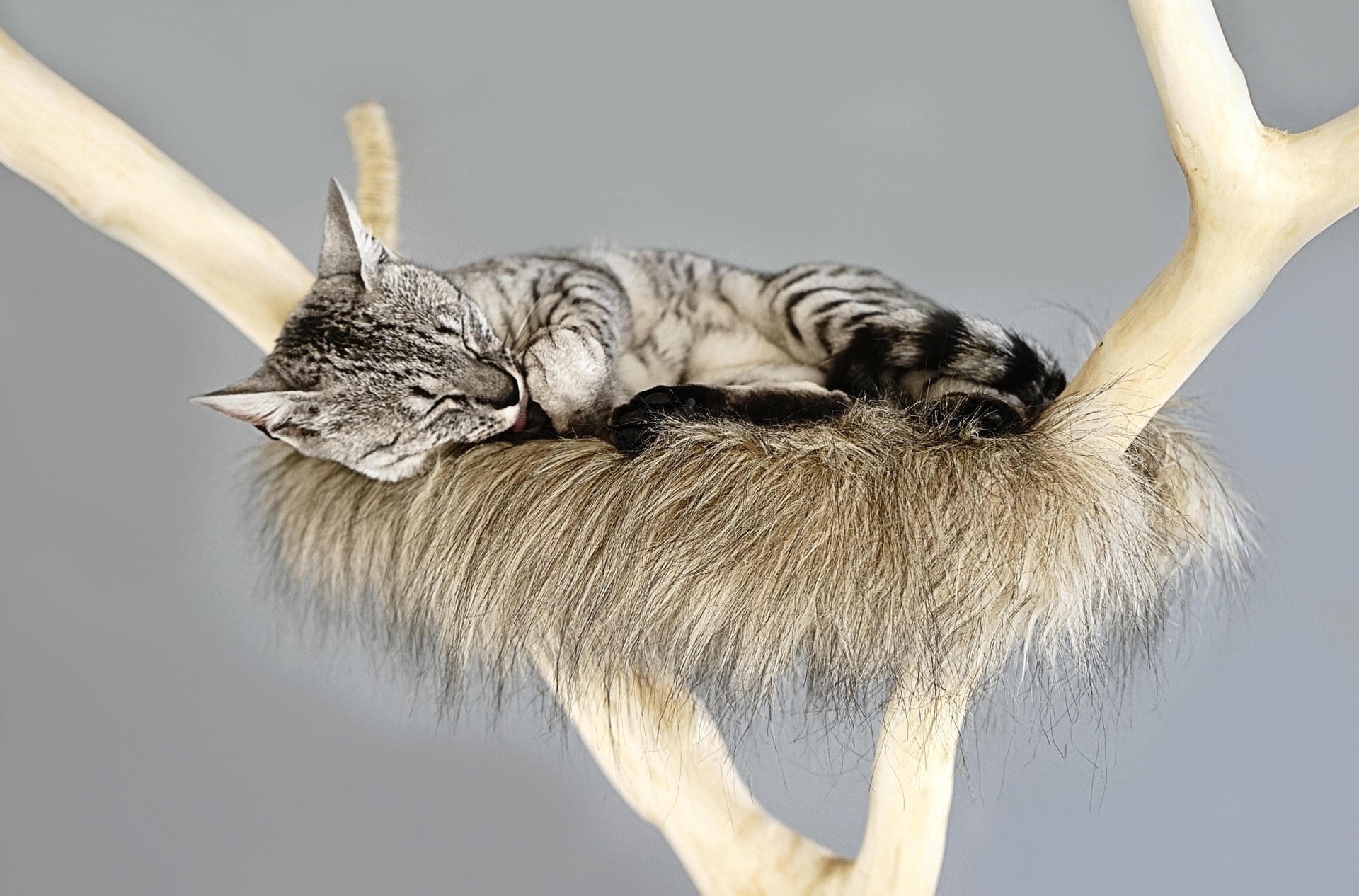 Eine Hängematte für eine Katze ist ein hängendes Versteck. Meistens besteht es aus weichem Stoff, aber es gibt auch Modelle mit einer starren Struktur.