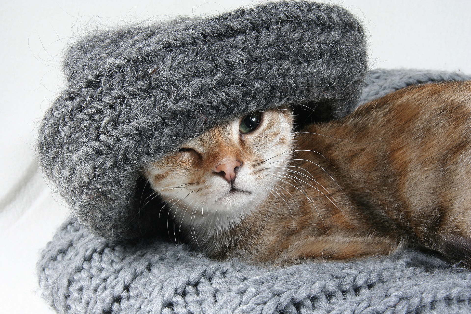 Ein kleines Kätzchen liegt in einem Schal.
