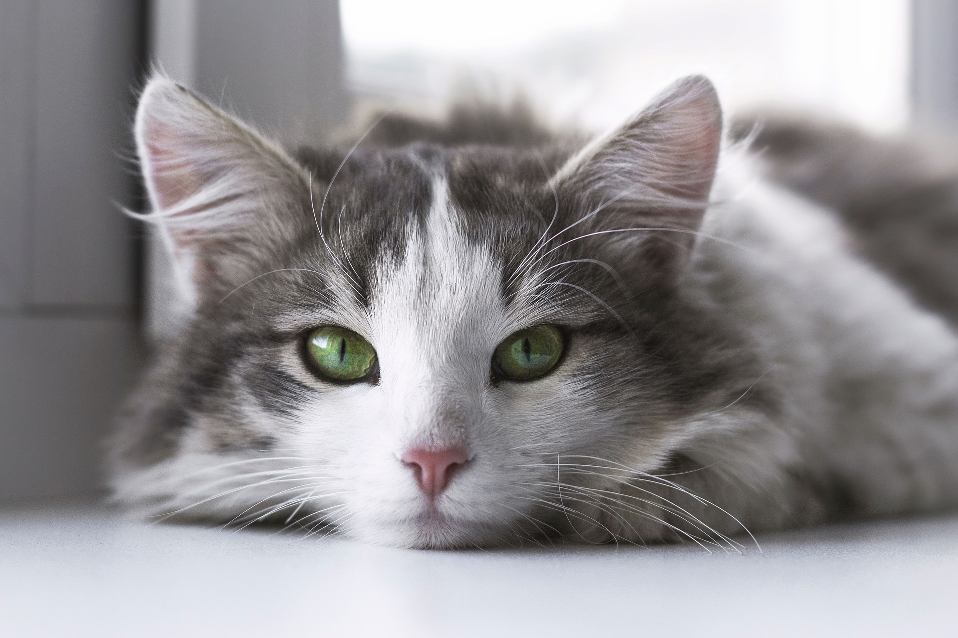 Katzenaugen – so sehen Katzen die Welt