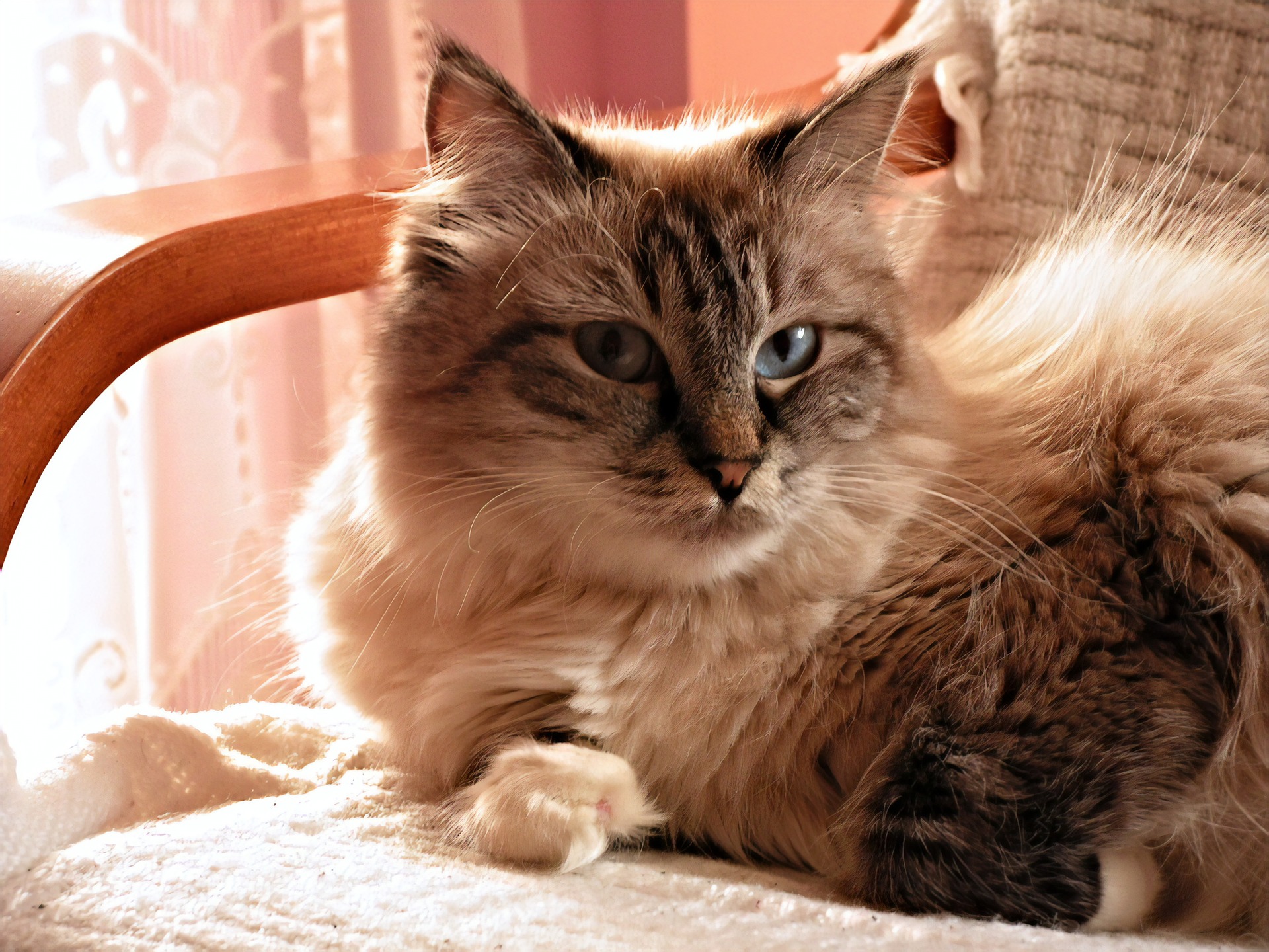 Sibirische Katzen haben eine schön definierte, üppige Mundöffnung.
