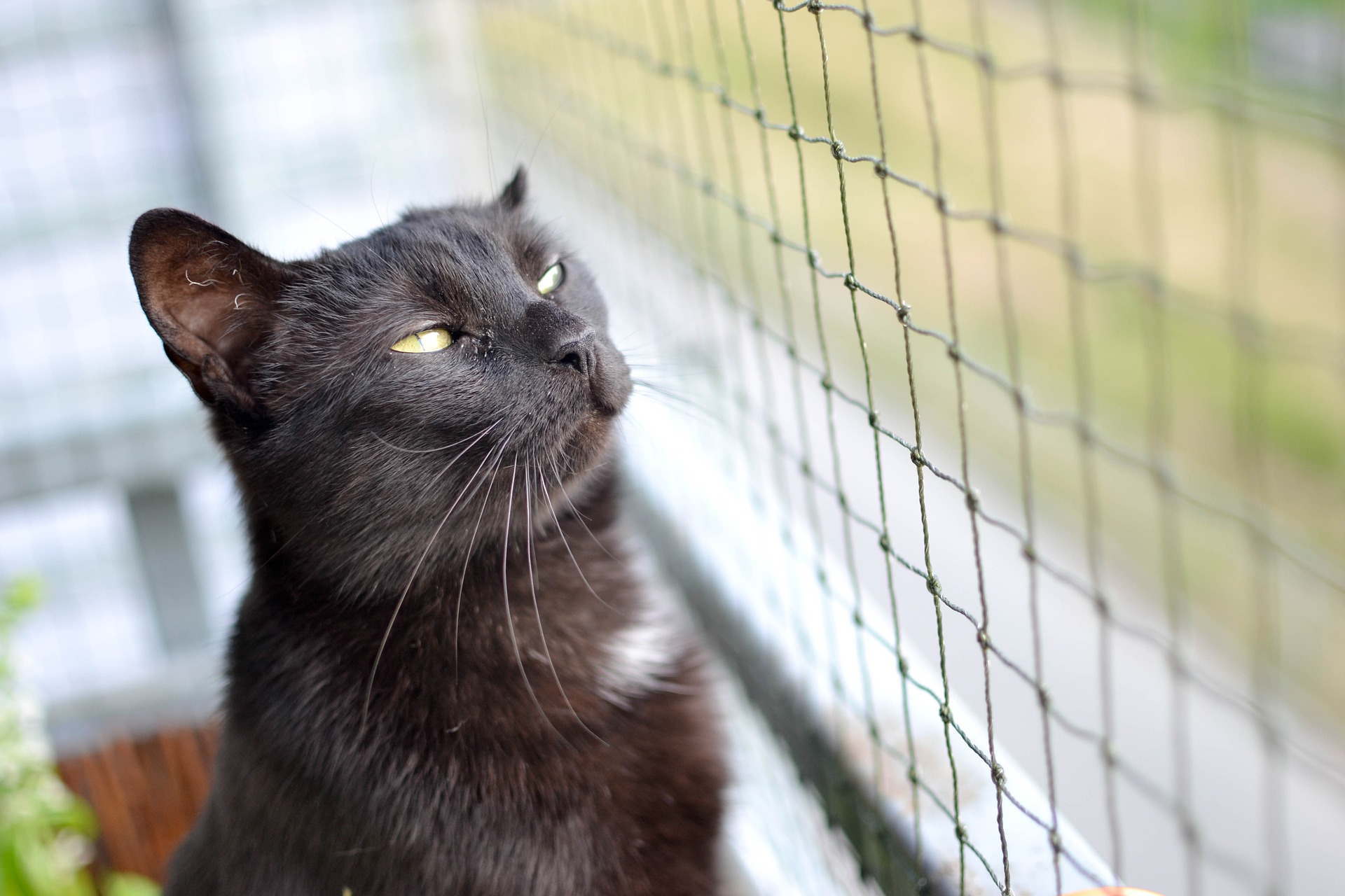 Ein Netz für einen Balkon für eine Katze kann seine Gesundheit und sein Leben schützen.