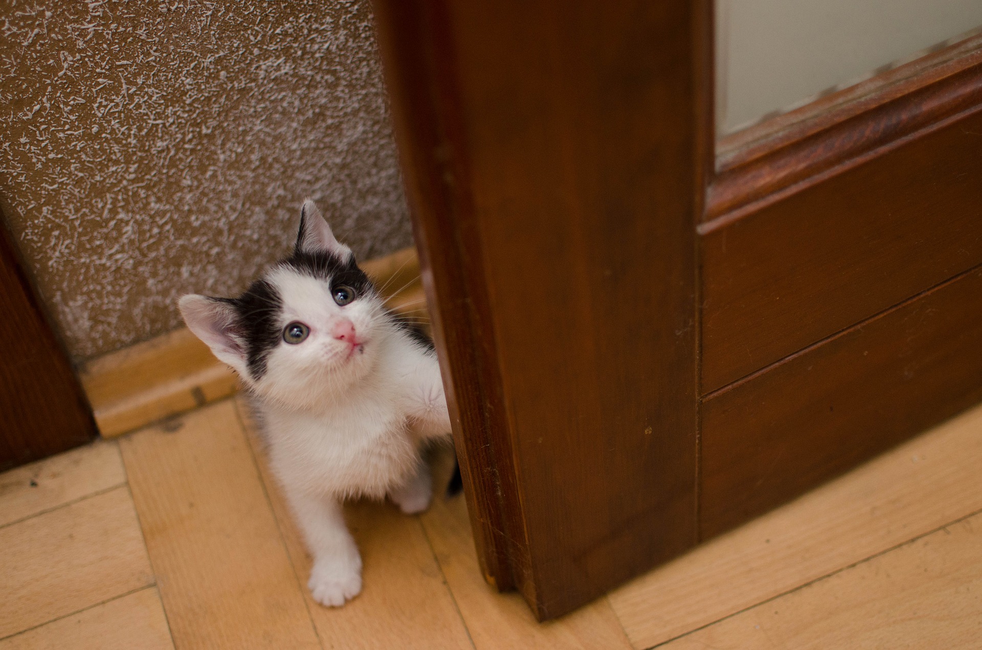 Wenn eine kleine Katze den Weg an einen neuen Ort findet, hat sie normalerweise Angst. Er kann sich hinter der Couch verstecken und mehrere Stunden bleiben oder nur dann mehrere Tage gehen, wenn niemand in der Nähe ist. Es darf nicht mit Gewalt entfernt werden.