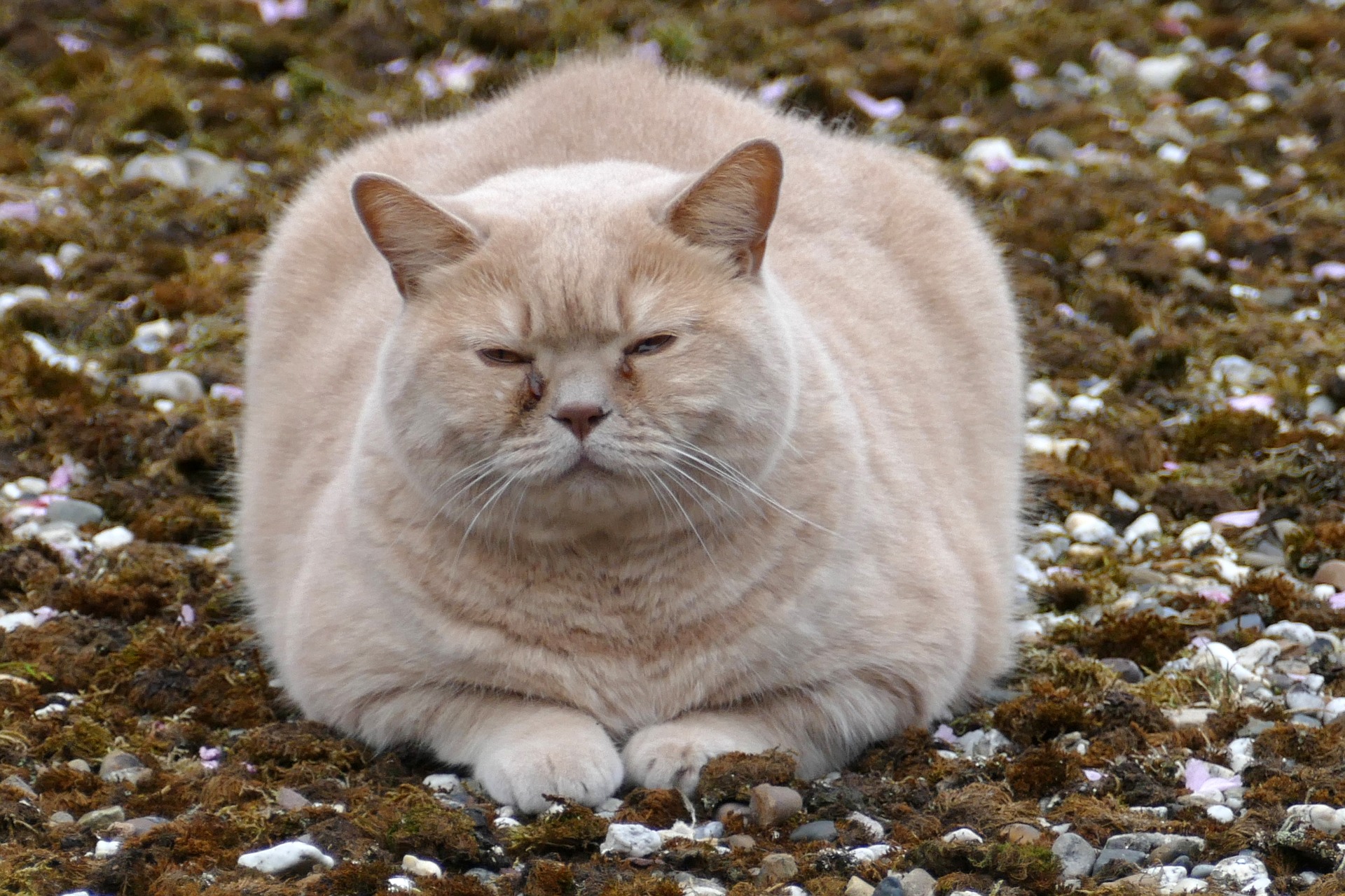 Fettleibigkeit und Übergewicht können bei jeder Katze auftreten, die nicht richtig gefüttert und nicht ausreichend zum Spielen angeregt wird.