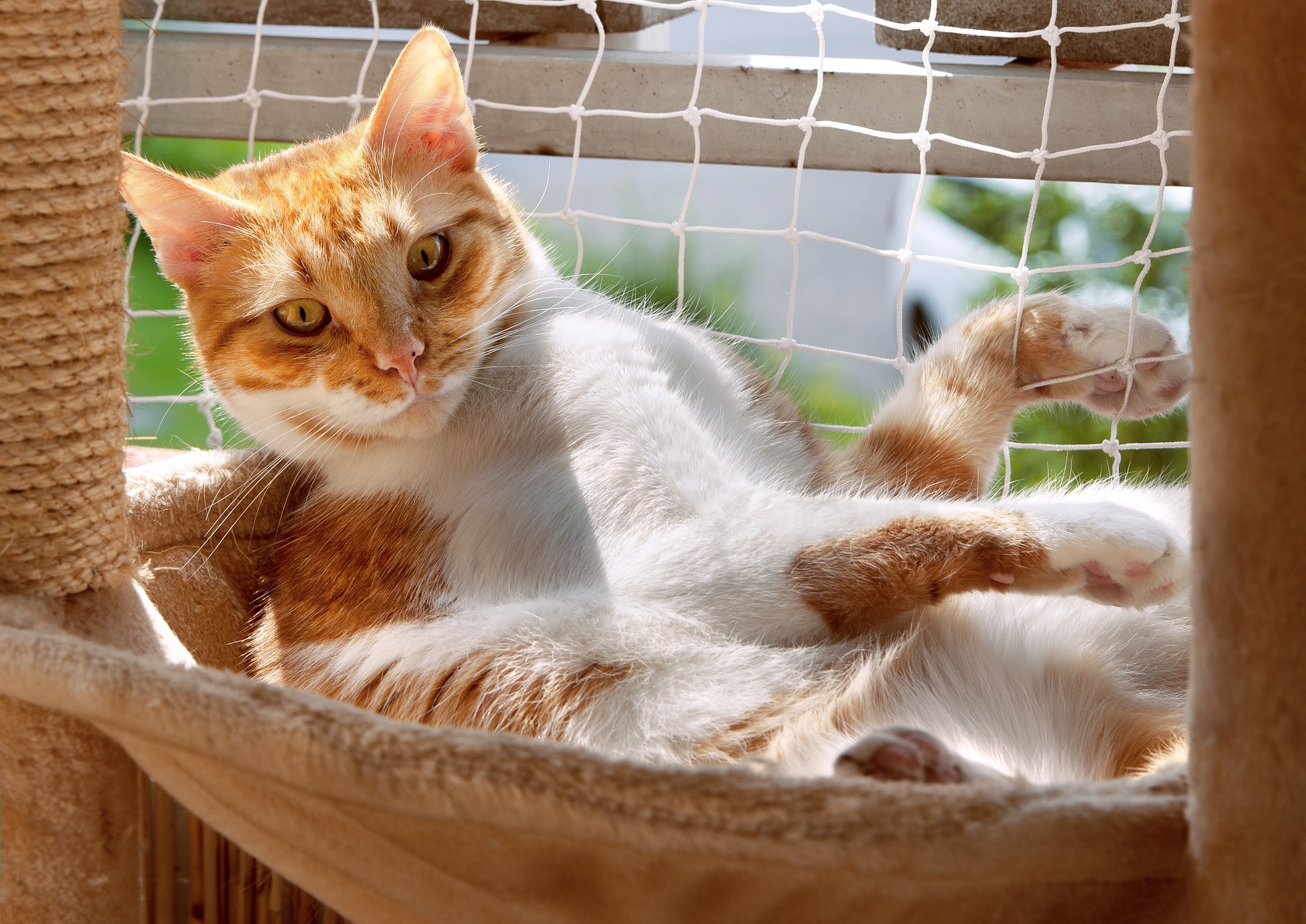 Mit Ihrer Katze auf dem Balkon zu sein, ist eine sehr angenehme Aktivität. Aber lasst uns alles tun, um es auch sicher zu machen.