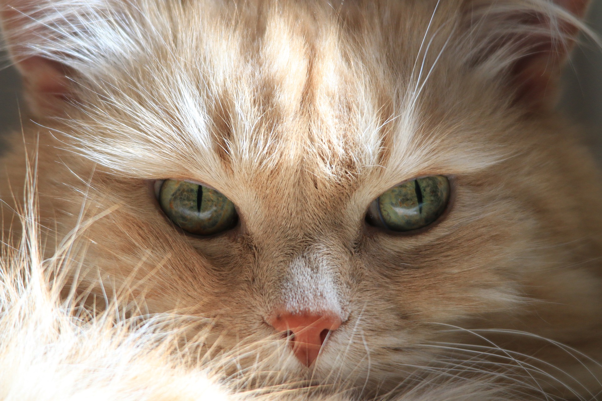 Sibirische Katzen werden als Naturrassen eingestuft, was bedeutet, dass der Mensch an ihrer Entwicklung nicht beteiligt war.