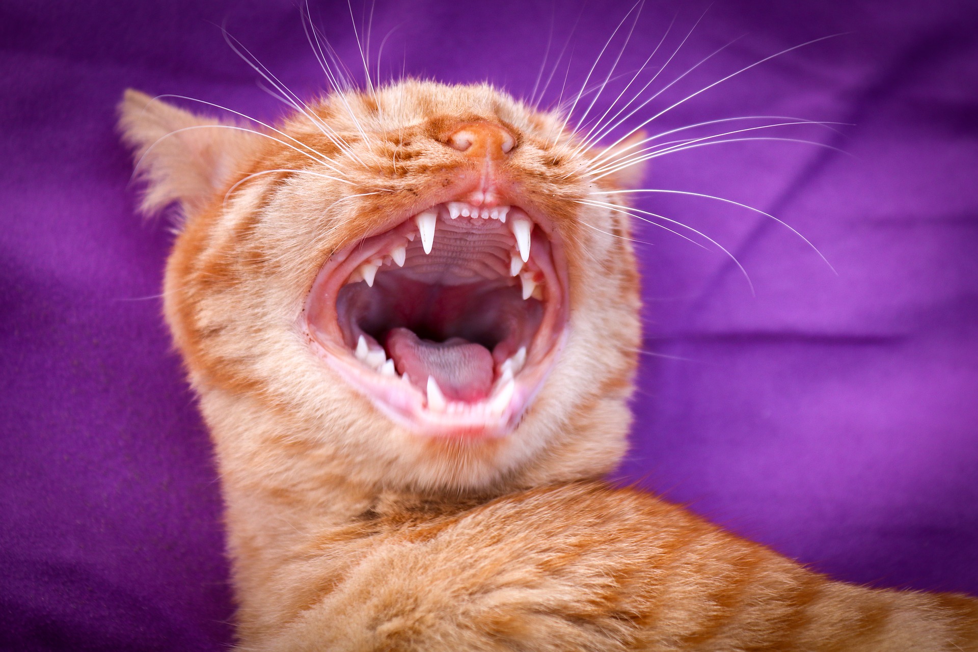Gingivitis bei Katzen zeigt anfangs möglicherweise keine offensichtlichen Symptome. In den frühen Stadien der Krankheit sehen Sie normalerweise gerötetes Zahnfleisch, wo es an die Zähne angrenzt.