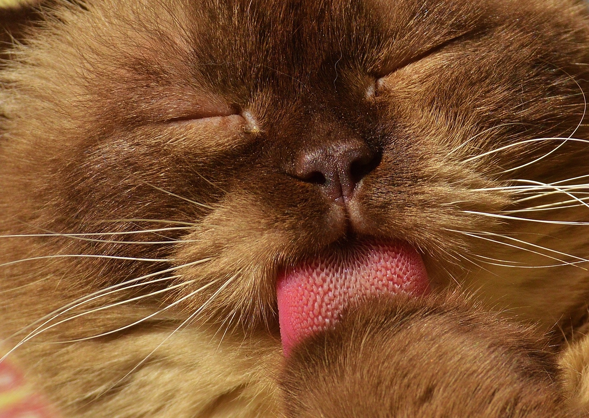 Die Zunge der Katze hat grobe Vorsprünge, dank derer die Katze ihre Hygiene aufrechterhalten und ihr Fell kämmen kann.
