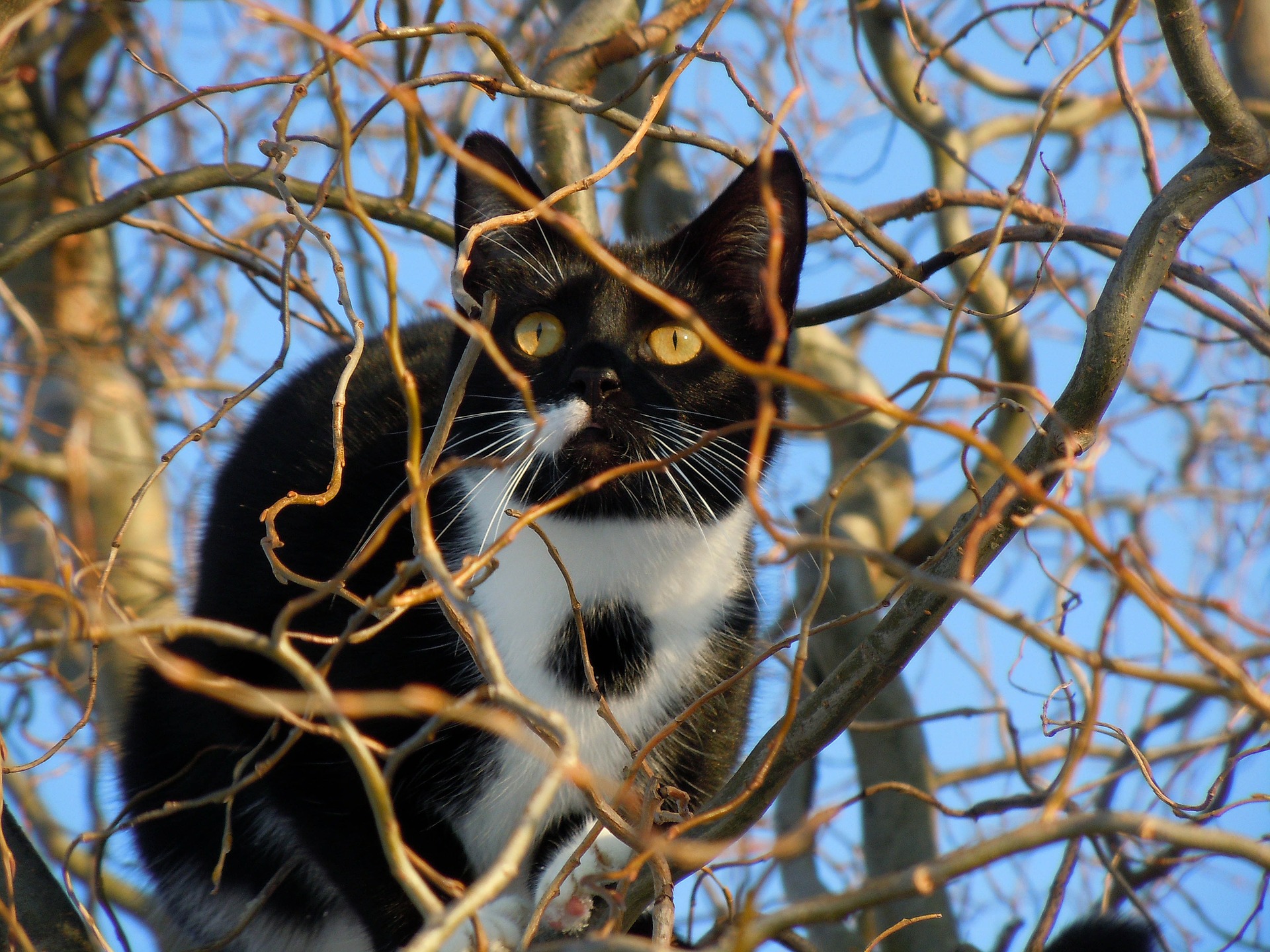 Eine Katze versteckt sich zwischen den Ästen eines Baumes.
