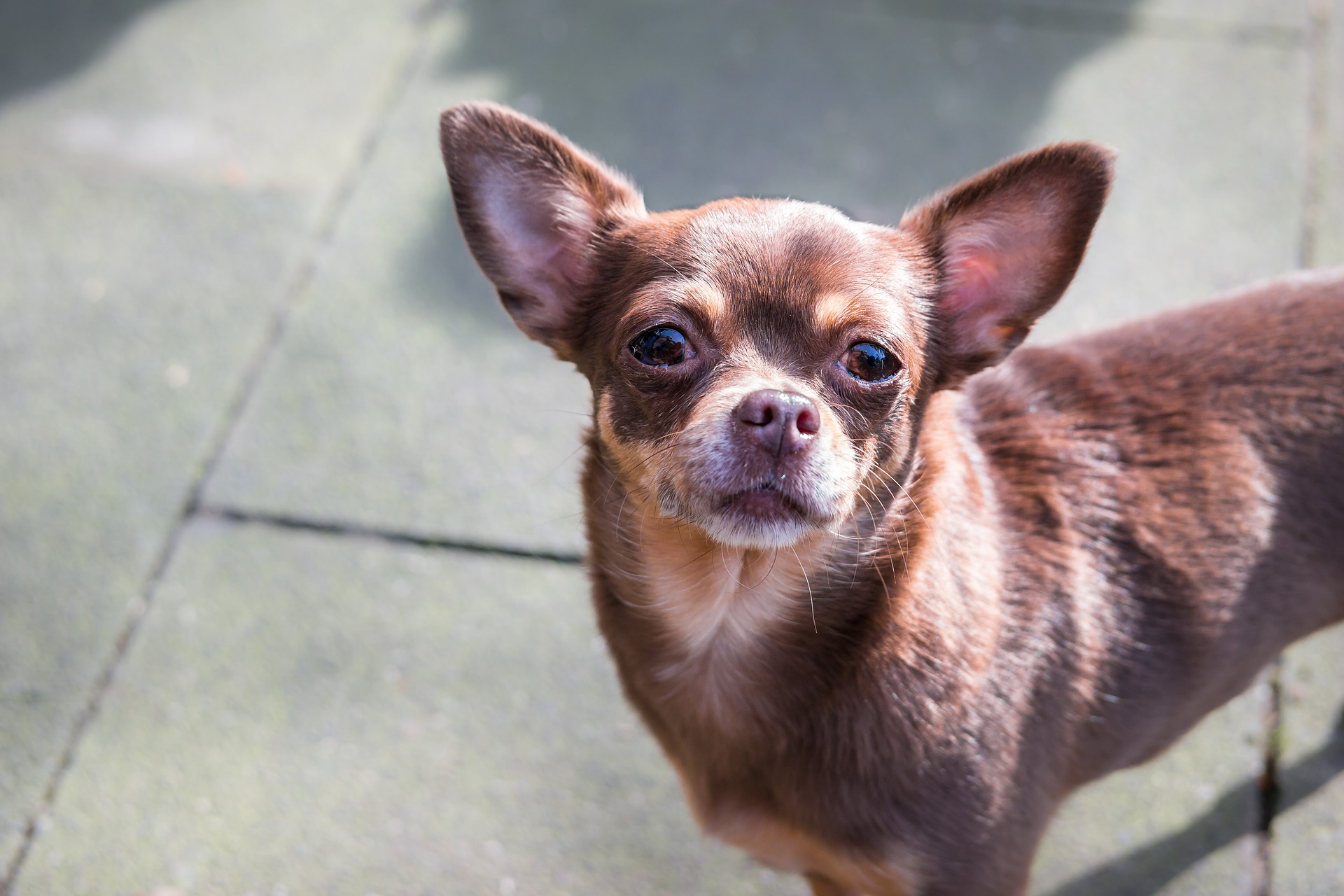 Chihuahua kann ein langes oder kurzes Fell haben, mit verschiedenen Schattierungen.