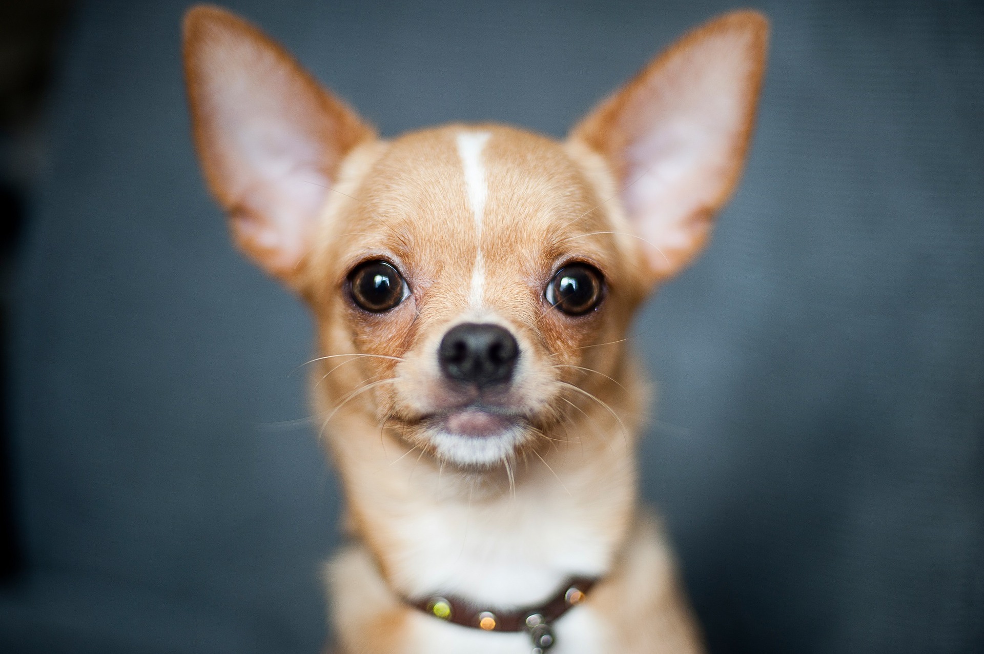 Chihuahuas gelten als die kleinste Haushunderasse der Welt.