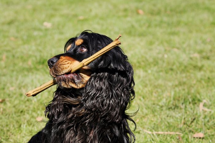 Cocker spaniel mit einem Stock.