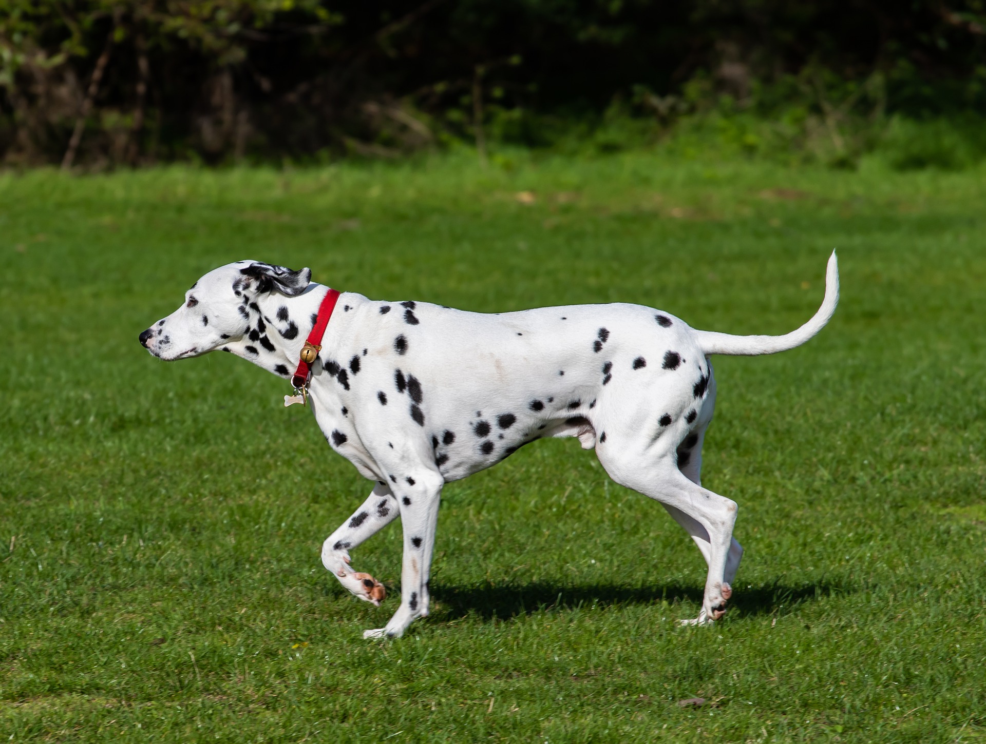 Dalmatiner sind mittelgroße Hunde. Interessanterweise gibt es auch Dalmatiner mit einem braunen Fell als Basis.