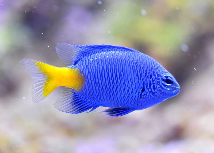 Aquarium trüb trotz Wasserwechsel? (Fische, Aquaristik