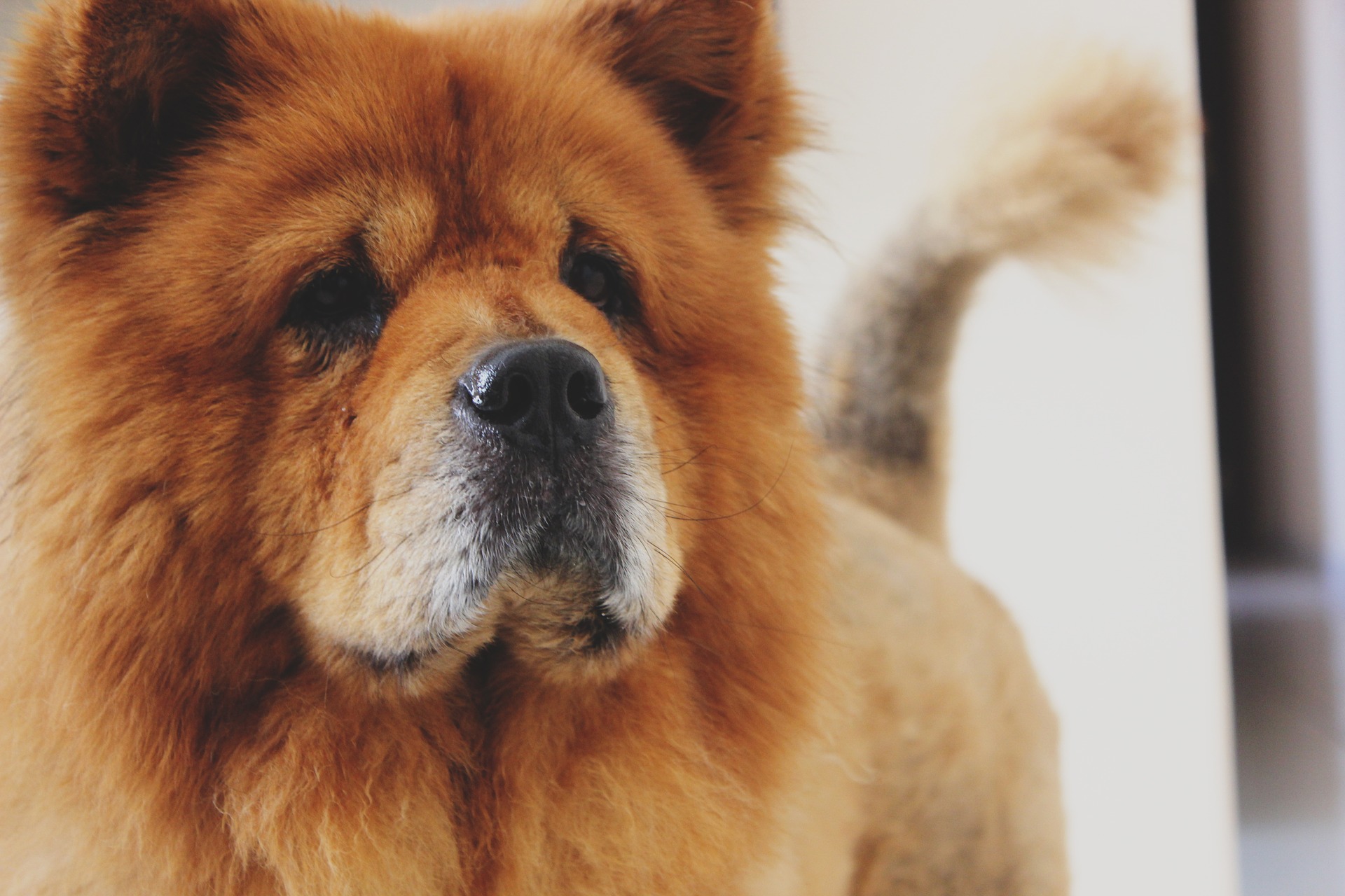 Der Chow-Chow ist wie ein großer Teddybär, der nicht auf viel Bewegung aus ist. Er hat ein starkes Temperament und ist für Anfänger nicht zu empfehlen.