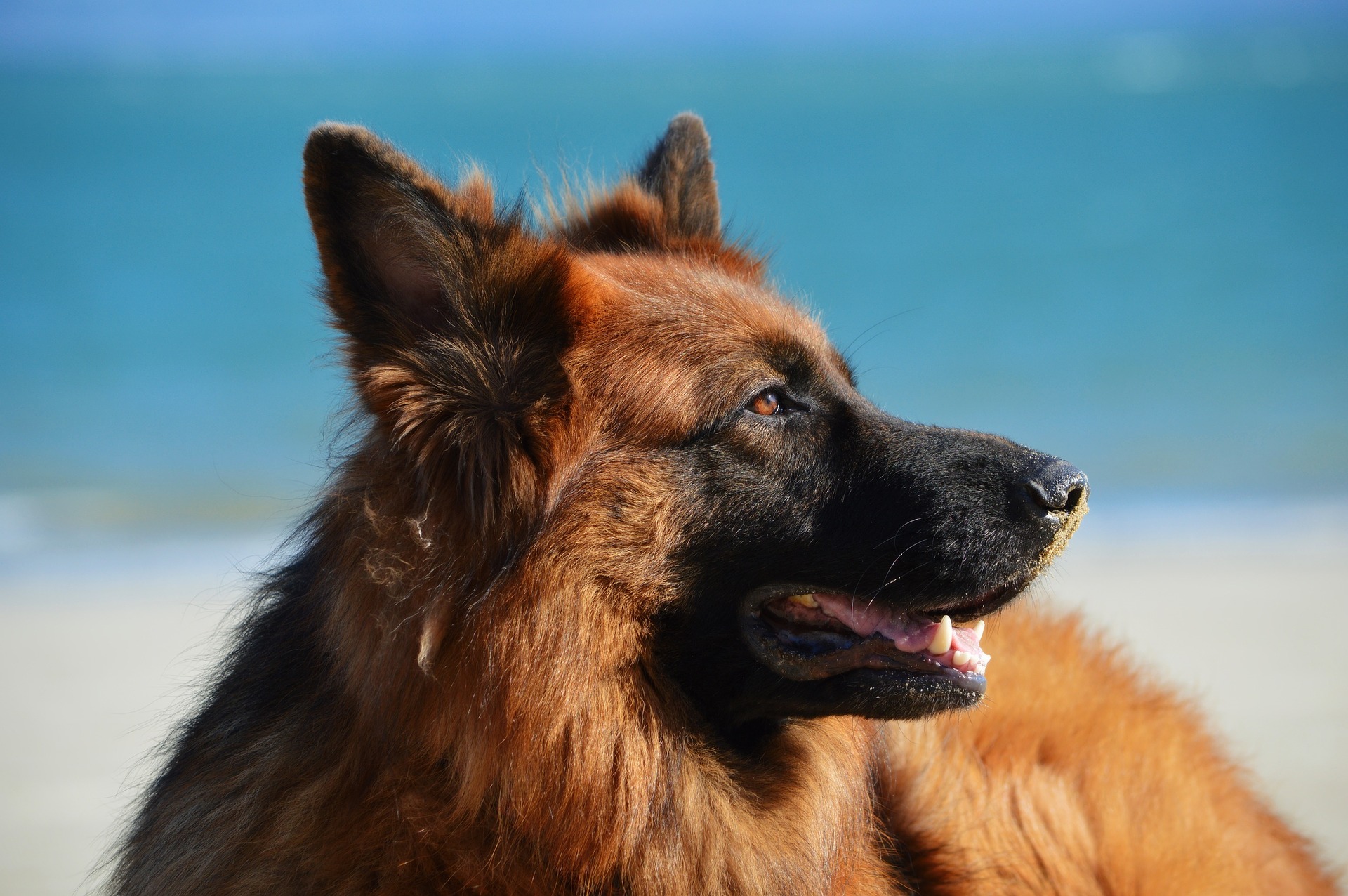 Deutsche Schäferhunde gehören zur Gruppe der Herdenschutzhunde, sind sehr kooperativ mit Menschen und haben viel Spaß am Lernen neuer Fähigkeiten.
