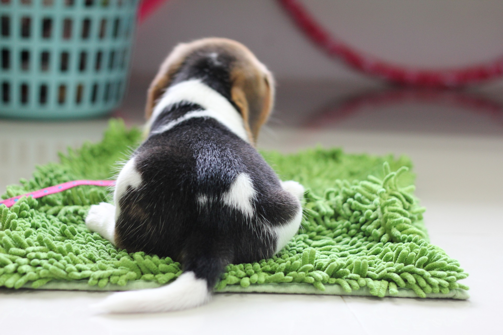 Ein ideales Spielzeug für Beagle-Hunde wäre eine Schnüffelmatte und alle Arten von Schnüffelspielen.