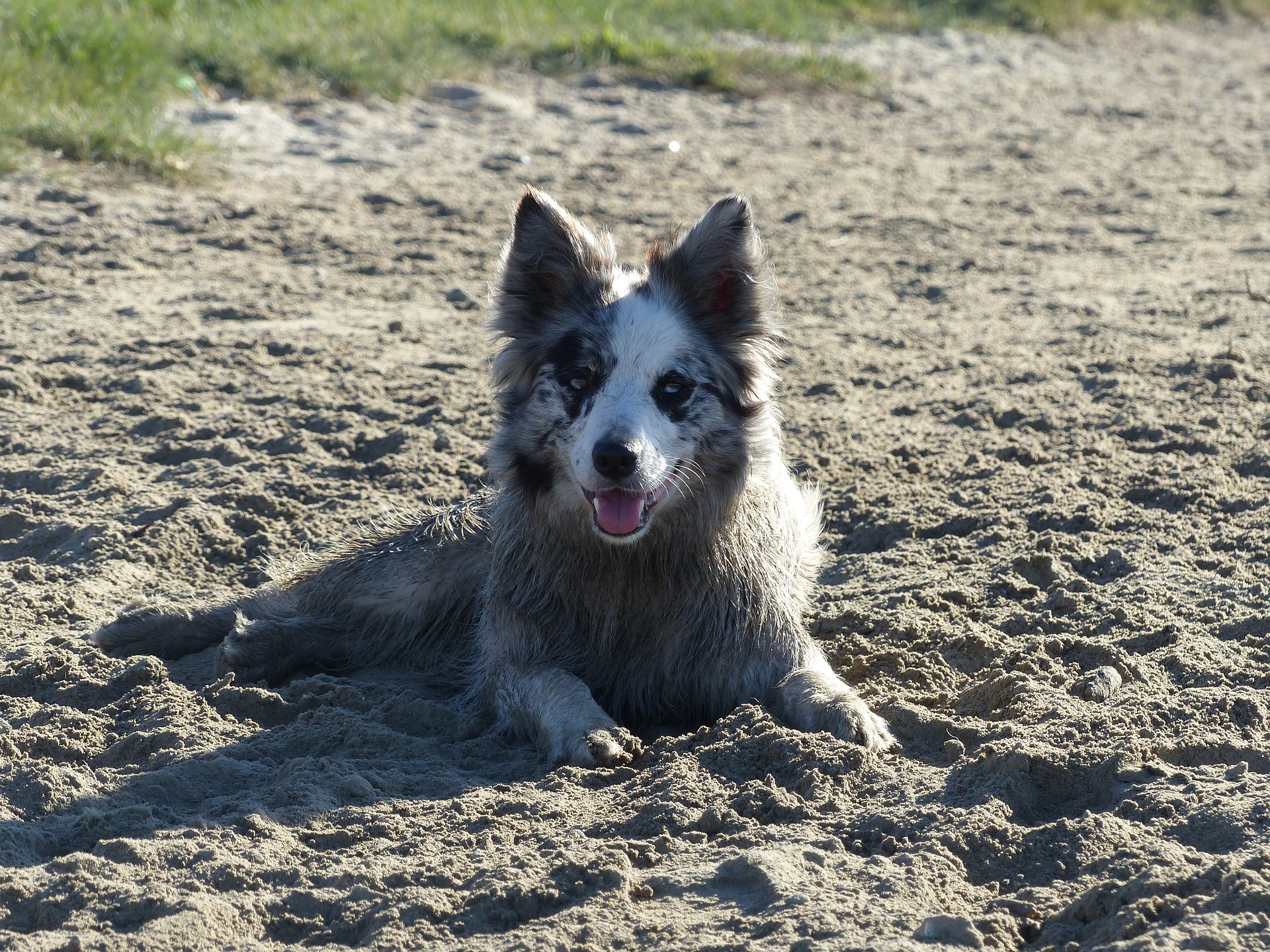 Hautkrankheiten bei Hunden sind relativ häufig, die meisten können bei frühzeitiger Diagnose relativ schnell geheilt werden, aber einige erfordern eine langfristige Behandlung und können ohne Therapie zu dauerhaften gesundheitlichen Schäden beim Hund führen.