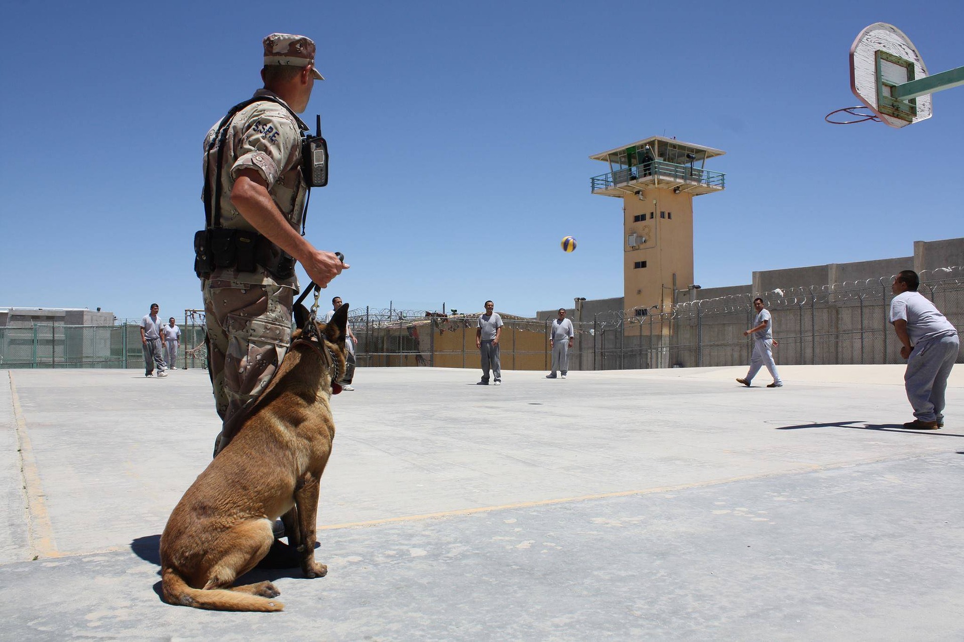 Polizei- oder Rettungshunde arbeiten nur für eine begrenzte Zeit. Nach dem Dienst bleiben sie in der Regel bei ihren Hundeführern.