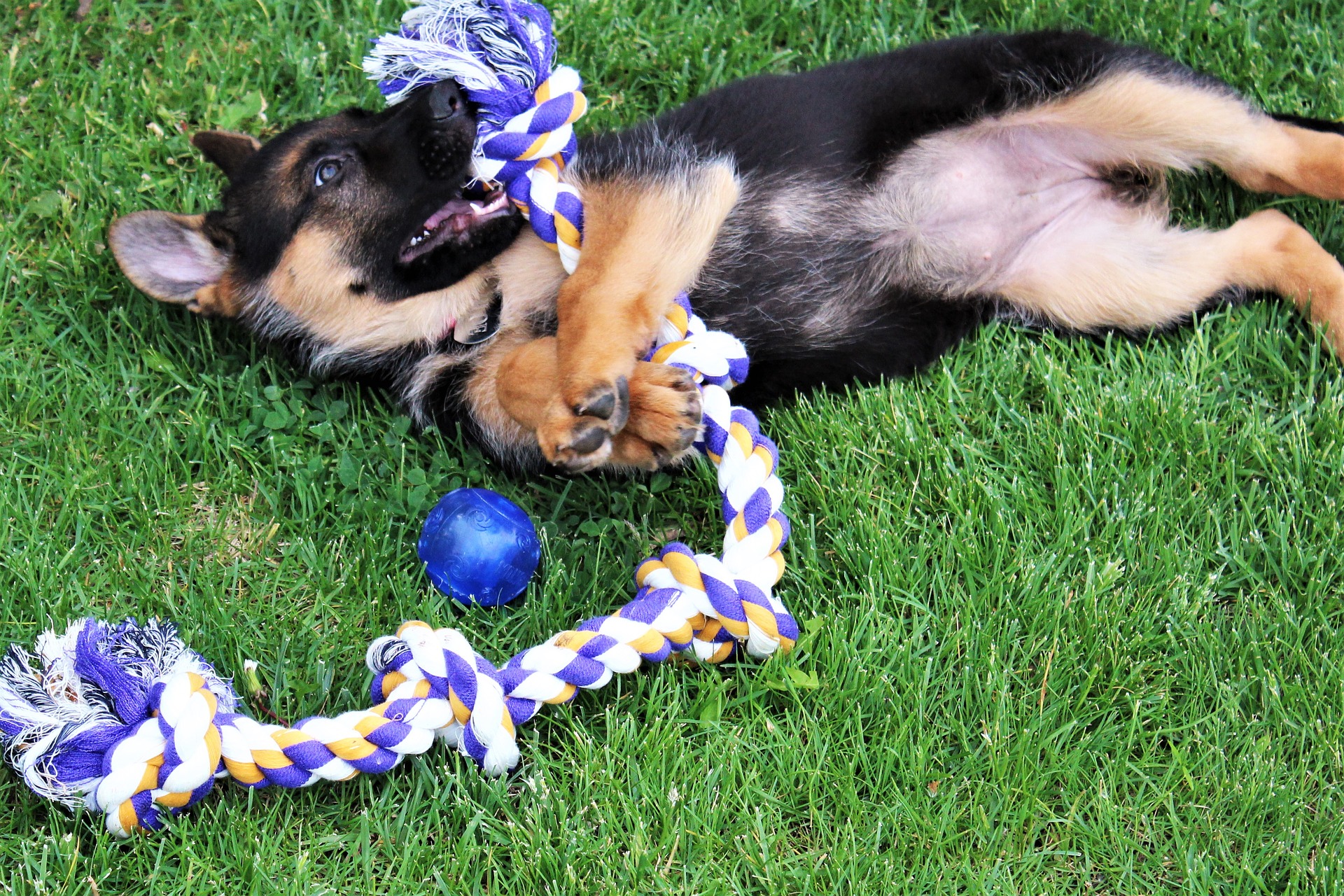 Spielseile helfen dabei, eine Verbindung zwischen dem Hundeführer und dem Hund herzustellen. Spaß zusammen zu haben ist eine tolle Zeit.
