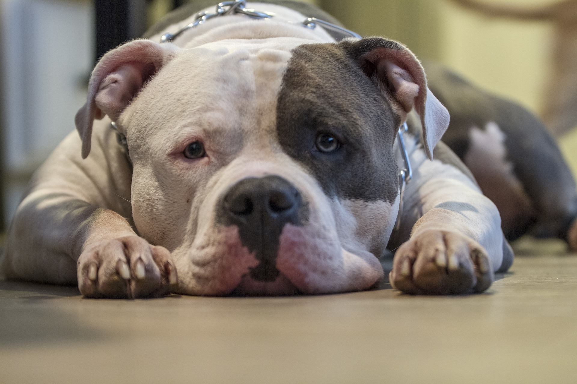 Sehr muskulöse Hunde - der American Bully kann beängstigend sein, aber sie sind sanft und freundlich. Es sollte jedoch nicht vergessen werden, dass sie viel Bewegung und noch mehr Futter brauchen.