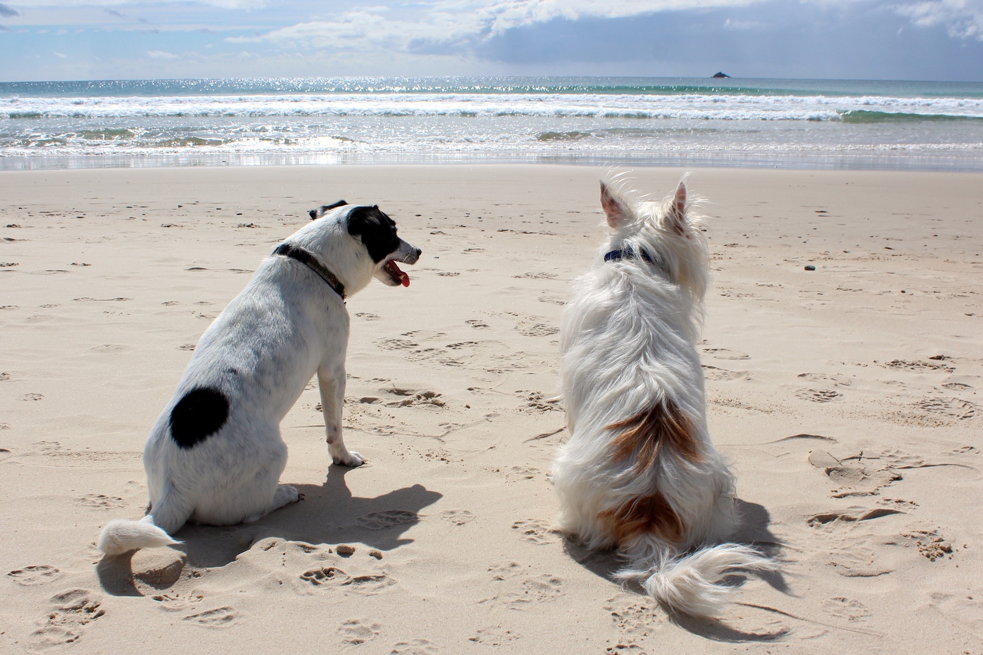 Seien Sie besonders vorsichtig, wenn Sie mit Ihrem Hund am Strand bleiben, haben Sie immer eine Leine und eine physiologische Schnauze. Achten Sie auf andere Camper und lassen Sie Ihren Hund nicht in der Nähe spielen oder treten.