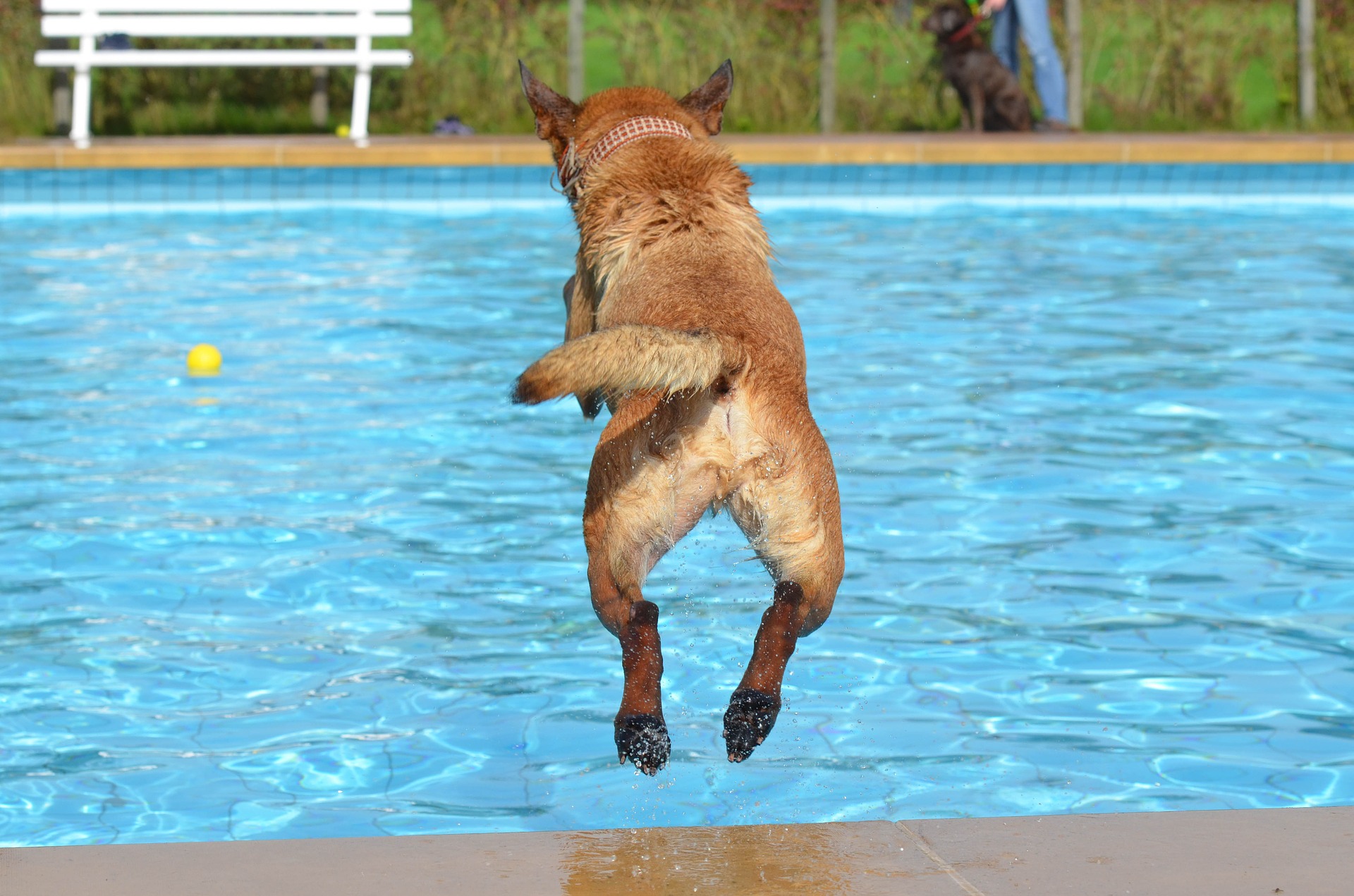 Ein Hund draußen bei heißem Wetter muss Zugang zu viel Wasser und Schatten haben. Es lohnt sich auch, ihm Zugang zu Räumen zu gewähren - zu Hause, in der Garage - und darüber nachzudenken, einen Sprinkler oder eine Gartenspritze zu installieren.