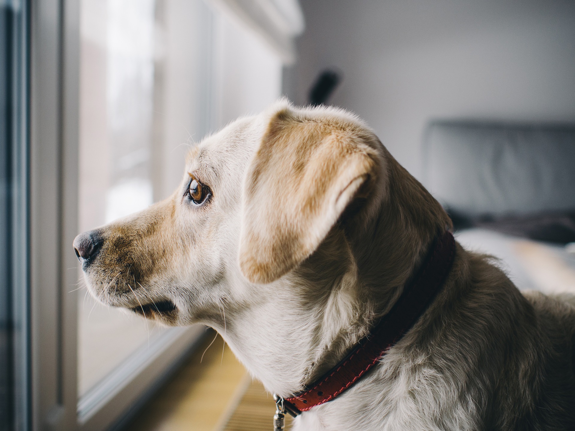 Trennungsangst tritt bei Hunden am häufigsten auf, sobald sie in die Pubertät kommen. Es ist notwendig, Ihrem Hund von Welpenalter an beizubringen, allein zu Hause zu bleiben.