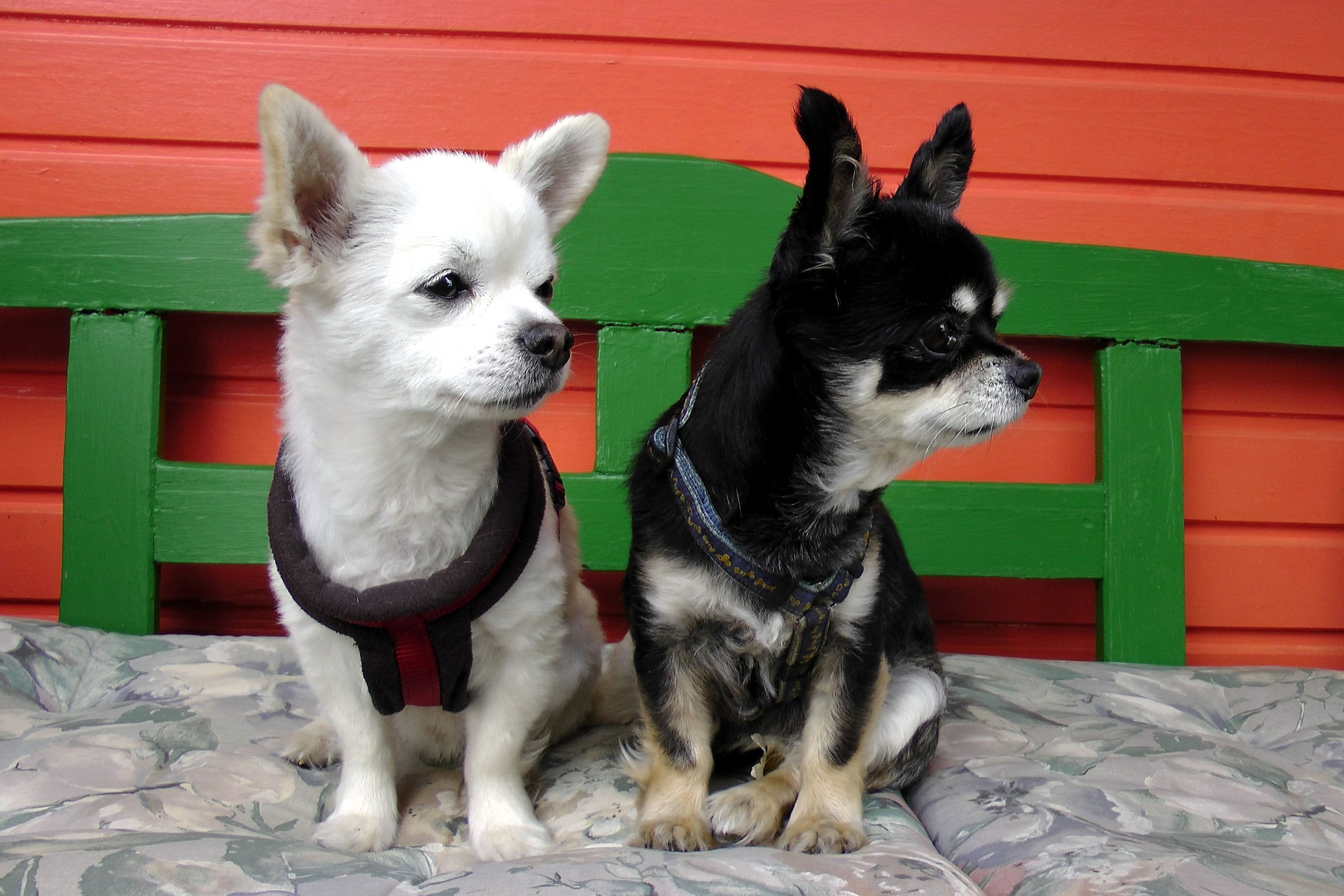 Trotz seiner geringen Körpergröße und seines niedlichen Aussehens darf nicht vergessen werden, dass der Chihuahua ein Hund ist und die gleichen Bedürfnisse hat wie seine größeren Brüder. Der Chihuahua ist kein Spielzeug.