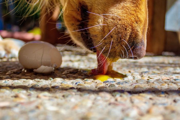 Der Hund leckt das Ei.