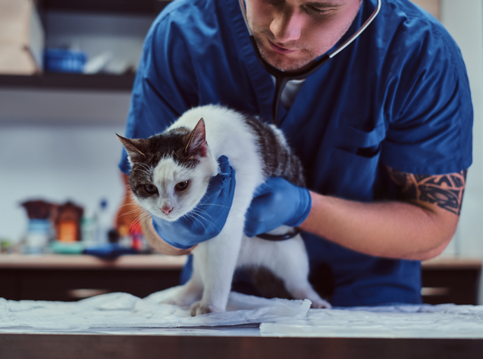 Eine Katze beim Tierarzt.