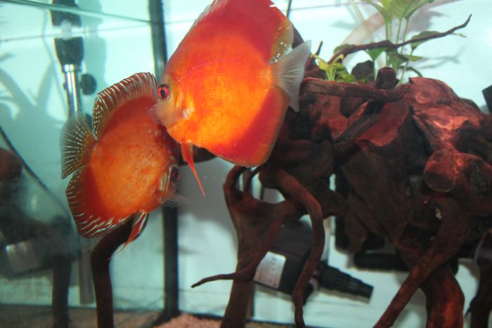 Fische in einem maßgefertigten Aquarium
