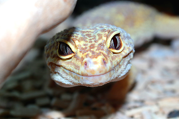 Der Gesichtsausdruck des Geckos lächelt immer.