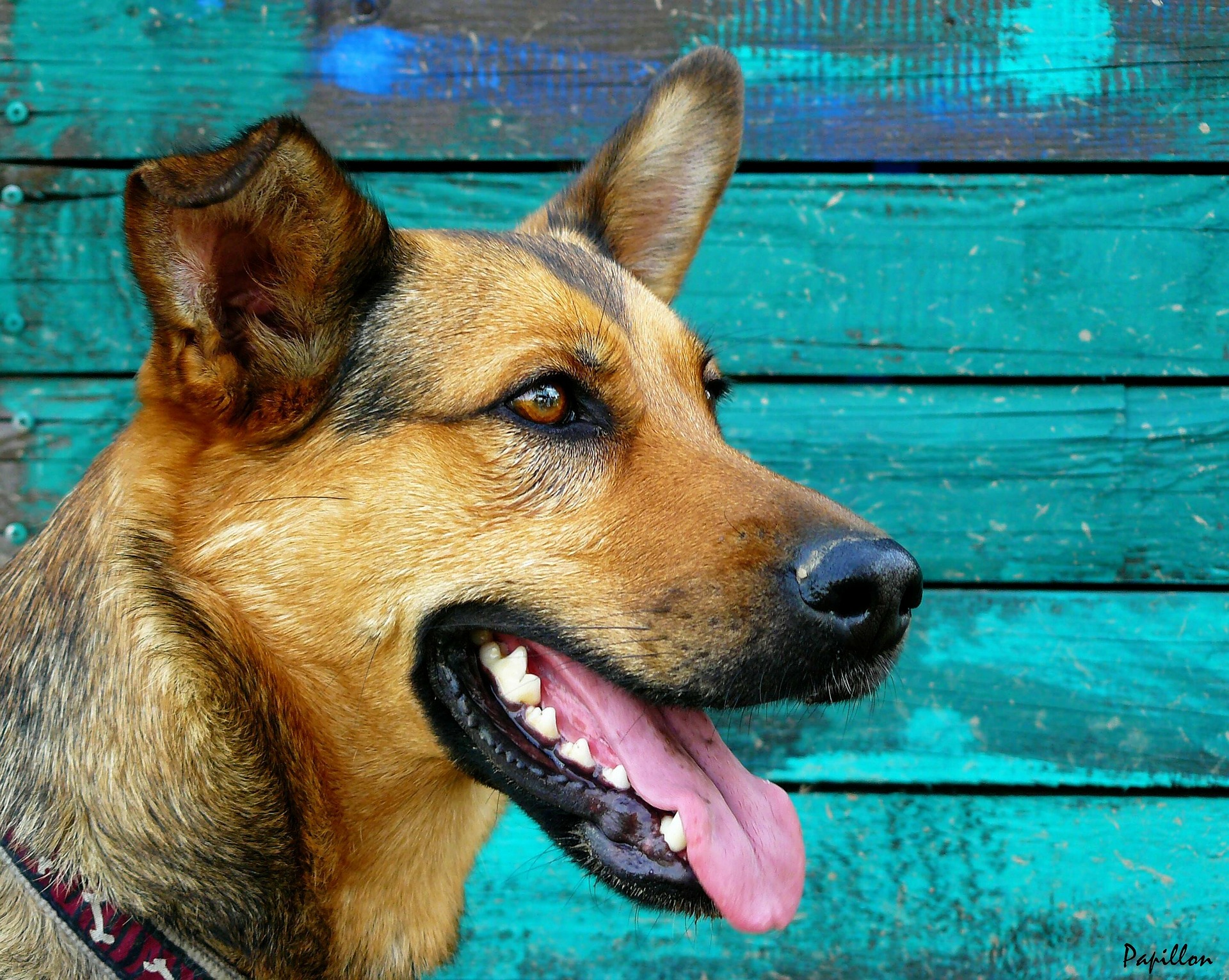 Unbehandelte Zähne können bei Hunden schnell mit Zahnstein bedeckt werden. Bleibt er unbehandelt, verursacht er Unbehagen, Schmerzen, schlechten Atem und erschwert dem Hund das Fressen.