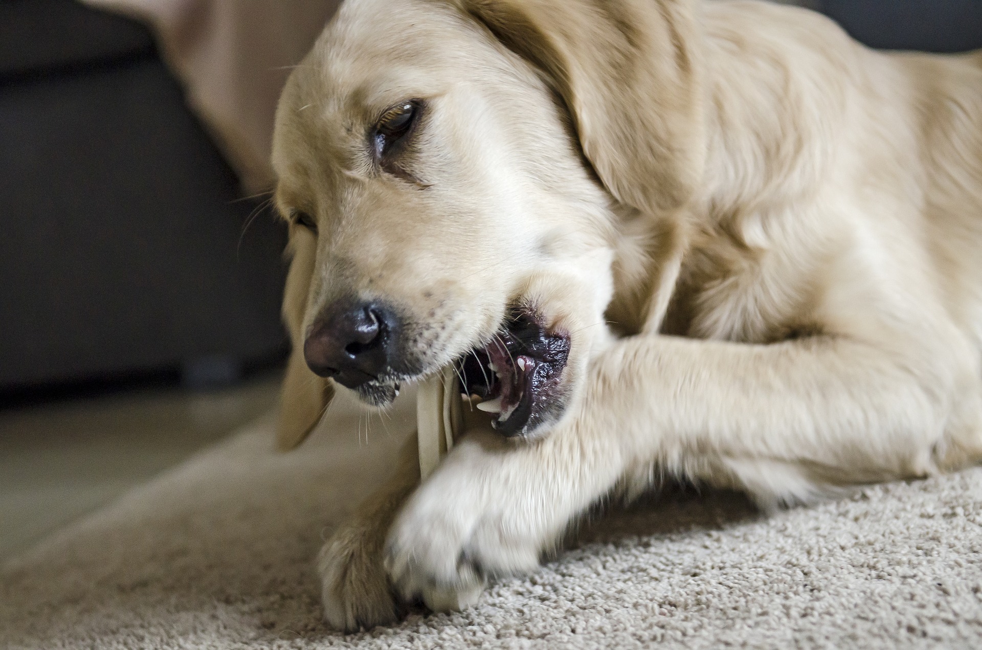Um die Bildung von Zahnstein bei Hunden zu verhindern, muss man sie regelmäßig putzen und auf eine gute Ernährung achten. Natürliche Kauartikel für Hunde sind nützlich.