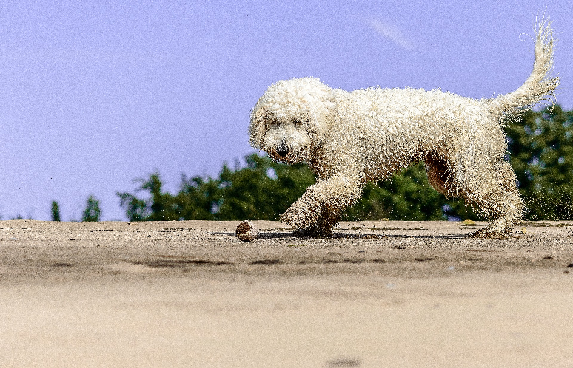 Goldendoodle hat seinen Ursprung im Jahr 1969 und ist in Australien und den USA bekannt