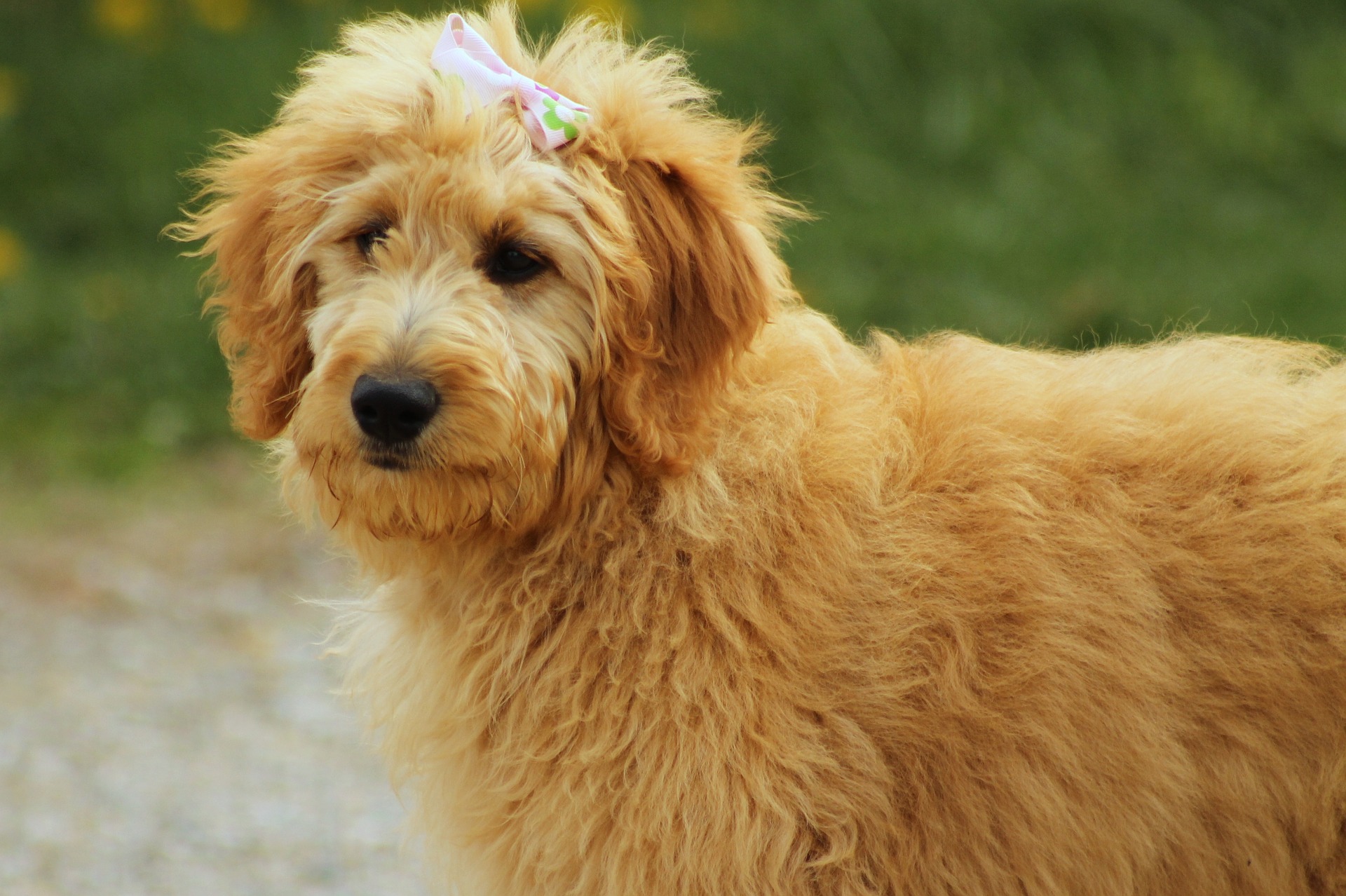 Goldendoodle ist ein Hund, der aus der Kreuzung eines Golden Retrievers und eines Pudels hervorgegangen ist. Eine solche Kreuzung wird von der International Kennel Federation nicht anerkannt.