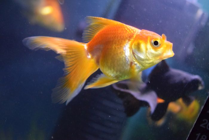Goldfisch in einem Aquarium