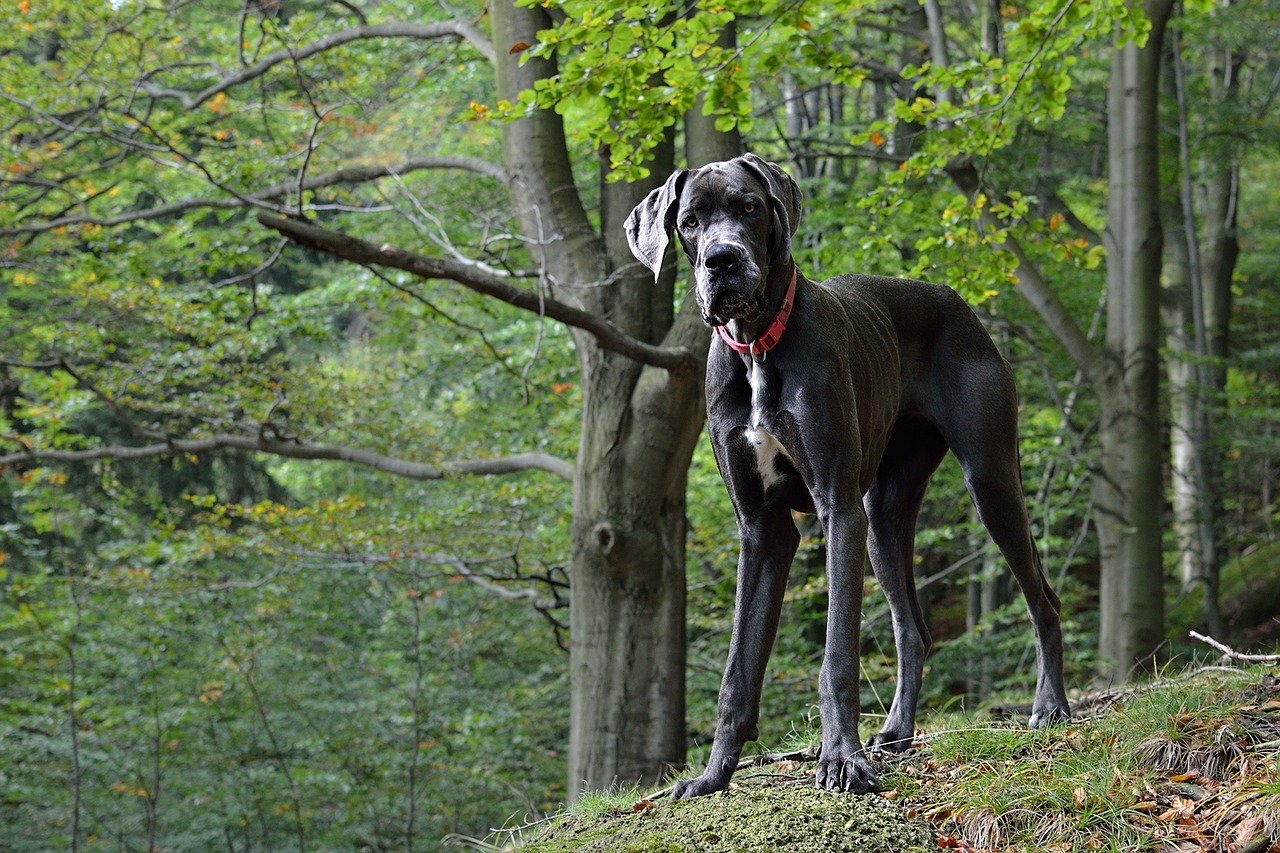 Deutsche Dogge wurde früher zur Jagd auf große Säugetiere und als Kampfhund eingesetzt. Sie ist ein sehr starker Hund.