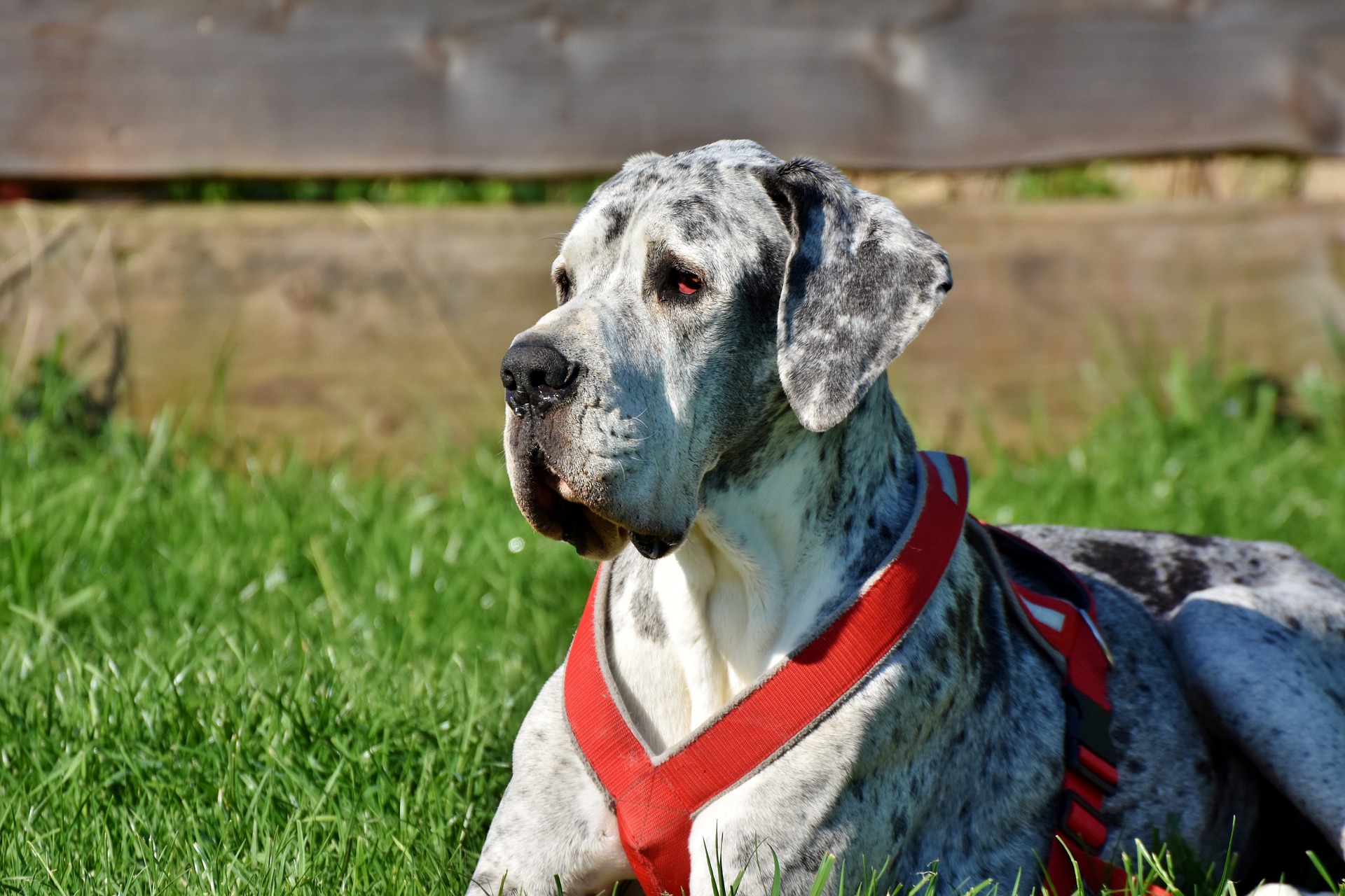 Deutsche Dogge ist ein sehr ausgeglichener Hund, der ruhig ist und mit dem man gut zusammenarbeiten kann.