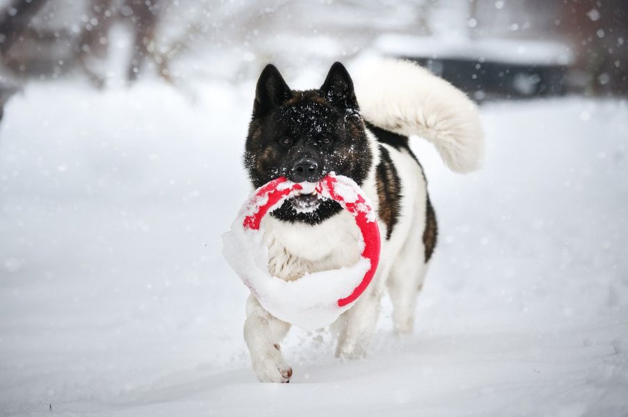 Akita beim Spielen im Schnee.