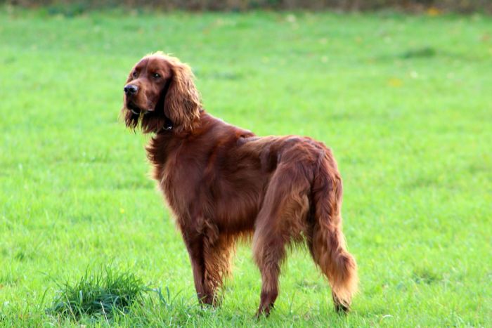 Der Irish Setter ist ein schlanker und athletischer Hund, der zu den großen Rassen gehört.