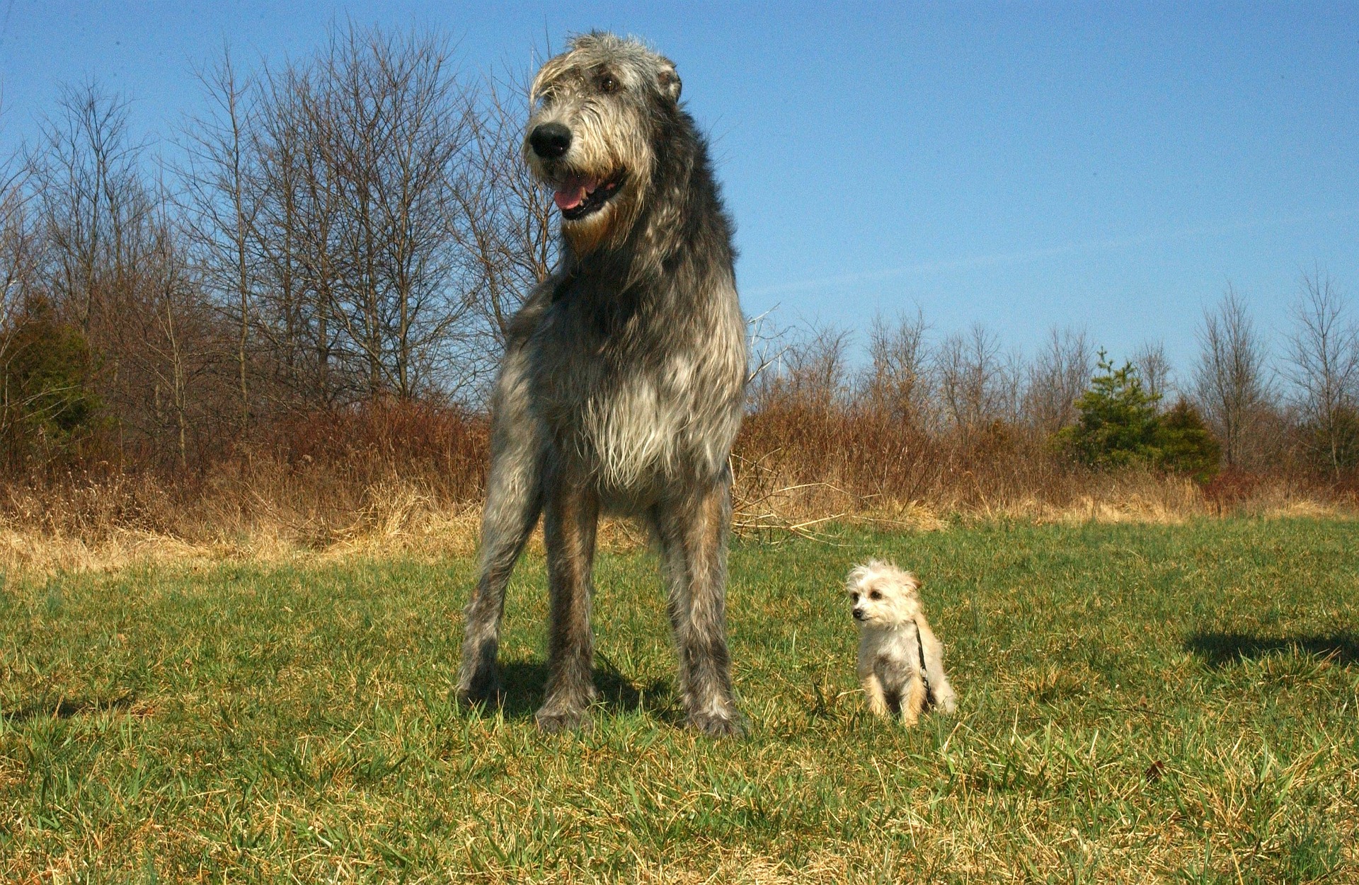 Der irische Wolfshund ist der größte unter den Hunden. Seine minimale Widerristhöhe beträgt 79 cm und es gibt keine Obergrenze.