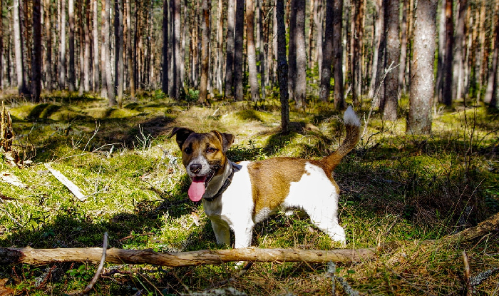 Jack Russell Terrier im Wald.